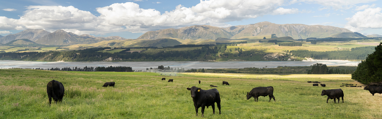 Cows grazing over a scenic field