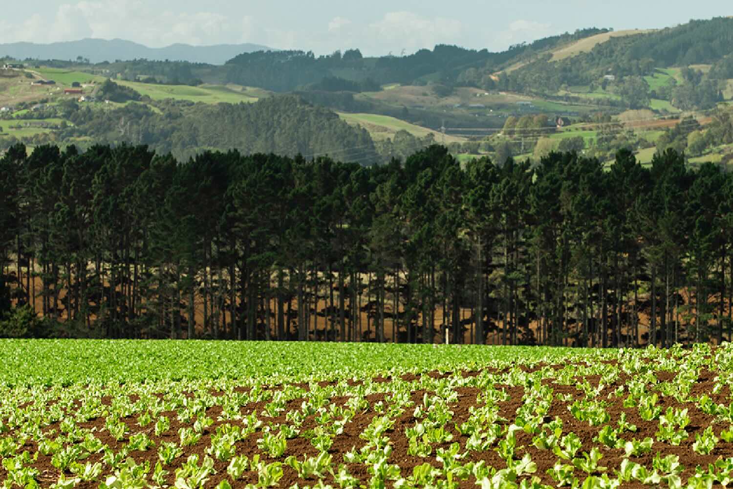 LeaderBrand lettuce crops farmland
