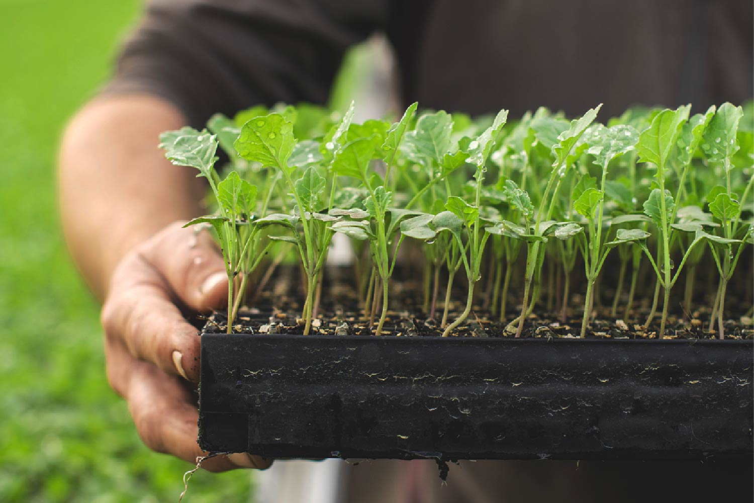 Man holding LeaderBrand broccoli plants