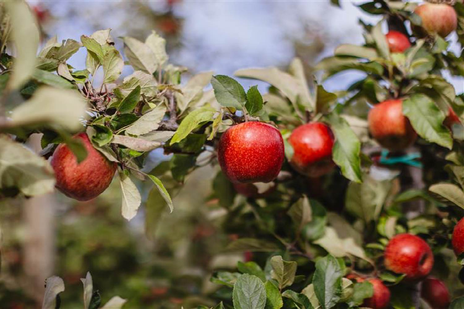 T&G apples close up