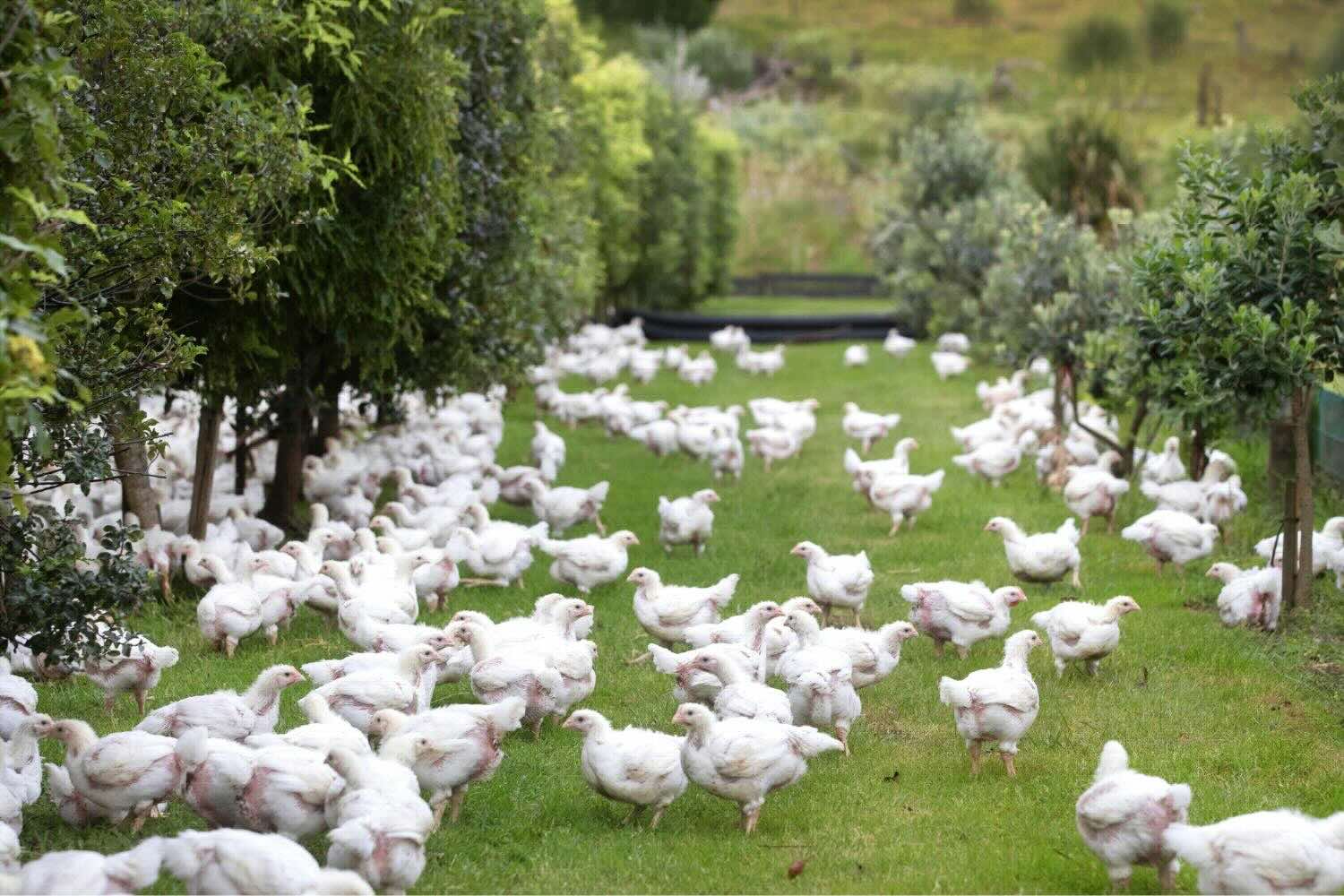 Lawn with a flock of chickens