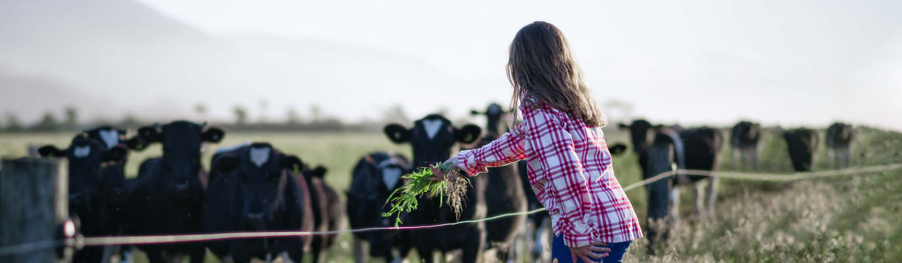 A girl in a plaid shirt feeding grass to a herd of cows