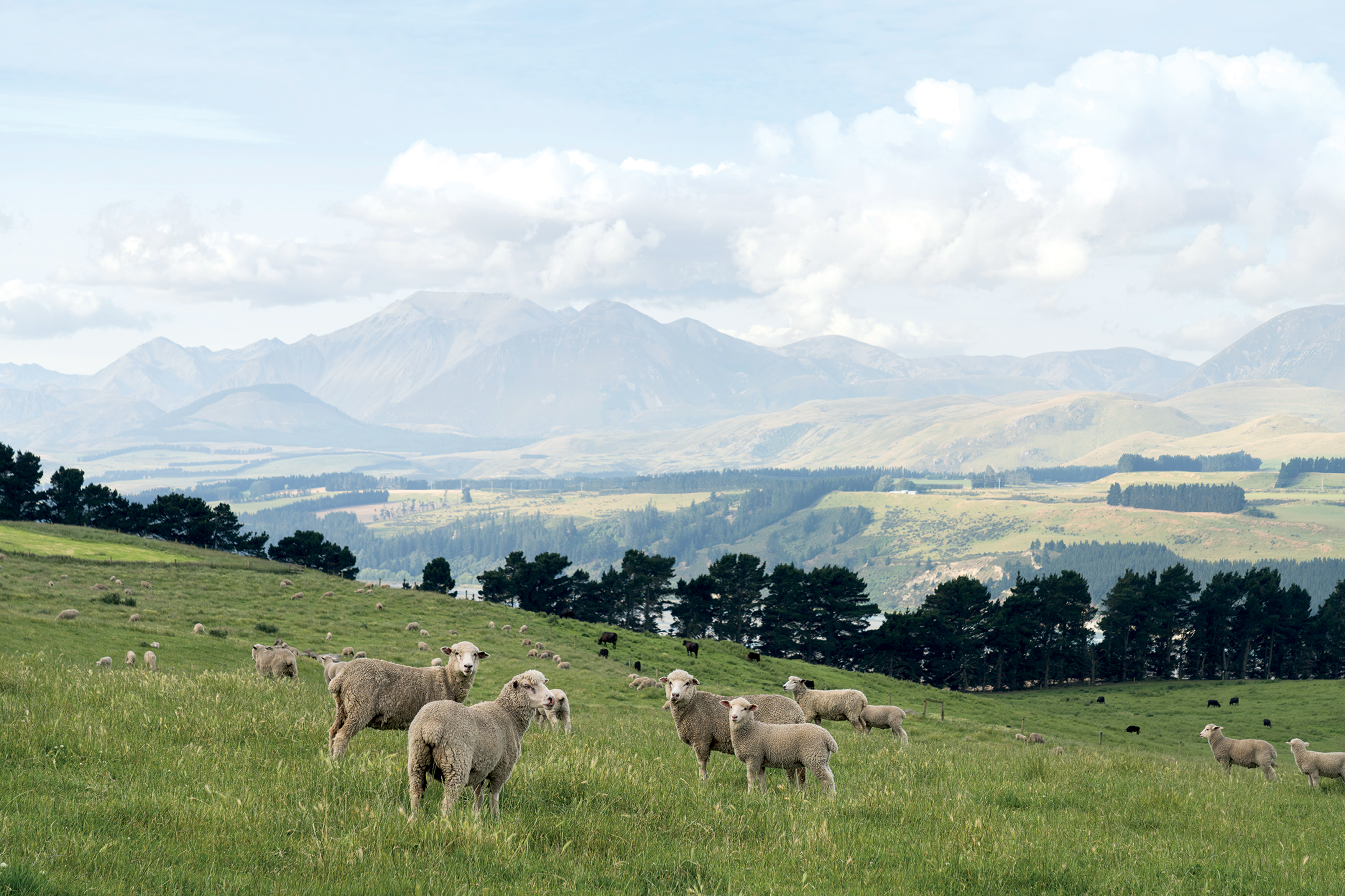 Sheep grazing over a scenic field