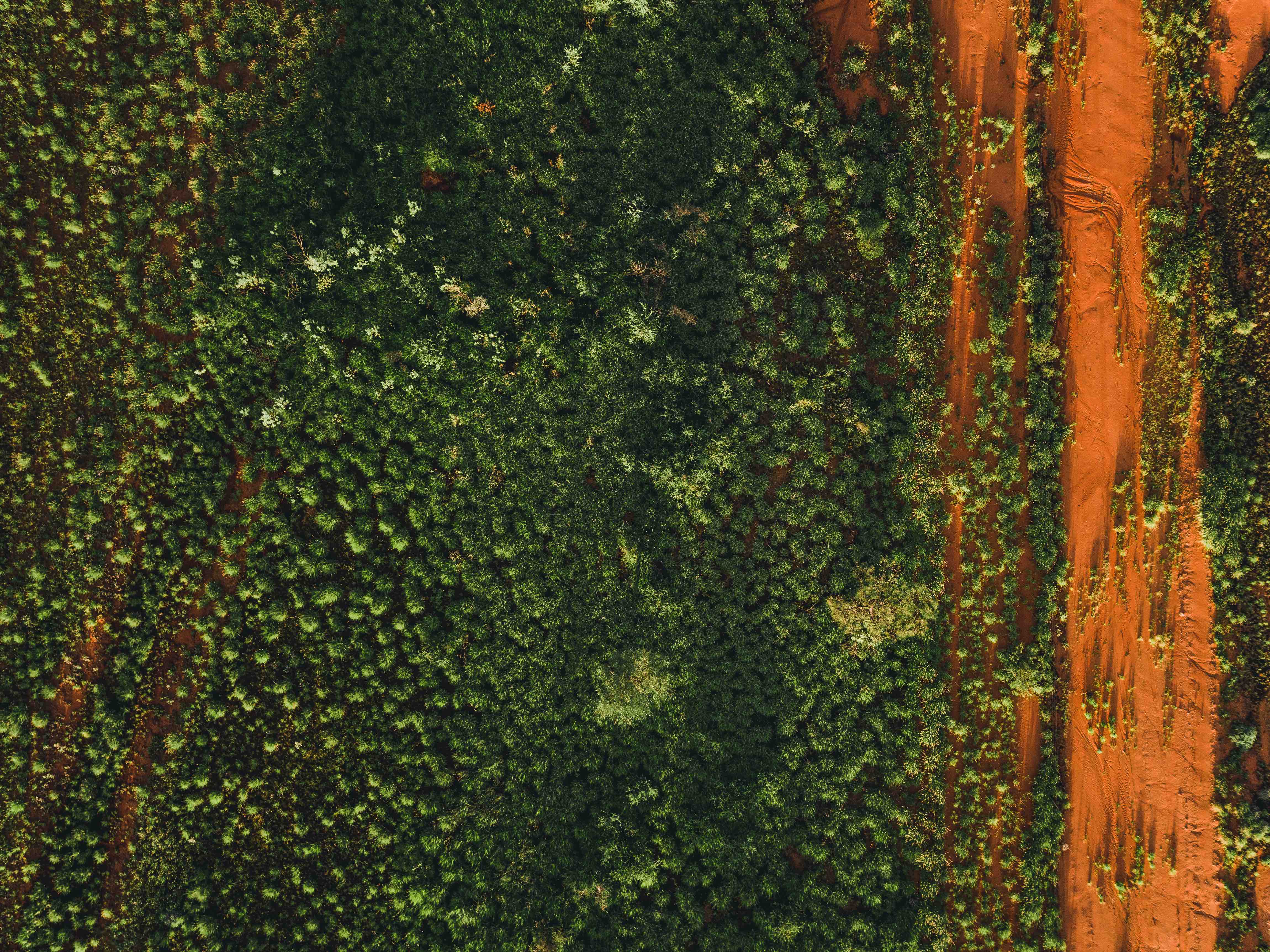 Green and orange forestry view from above