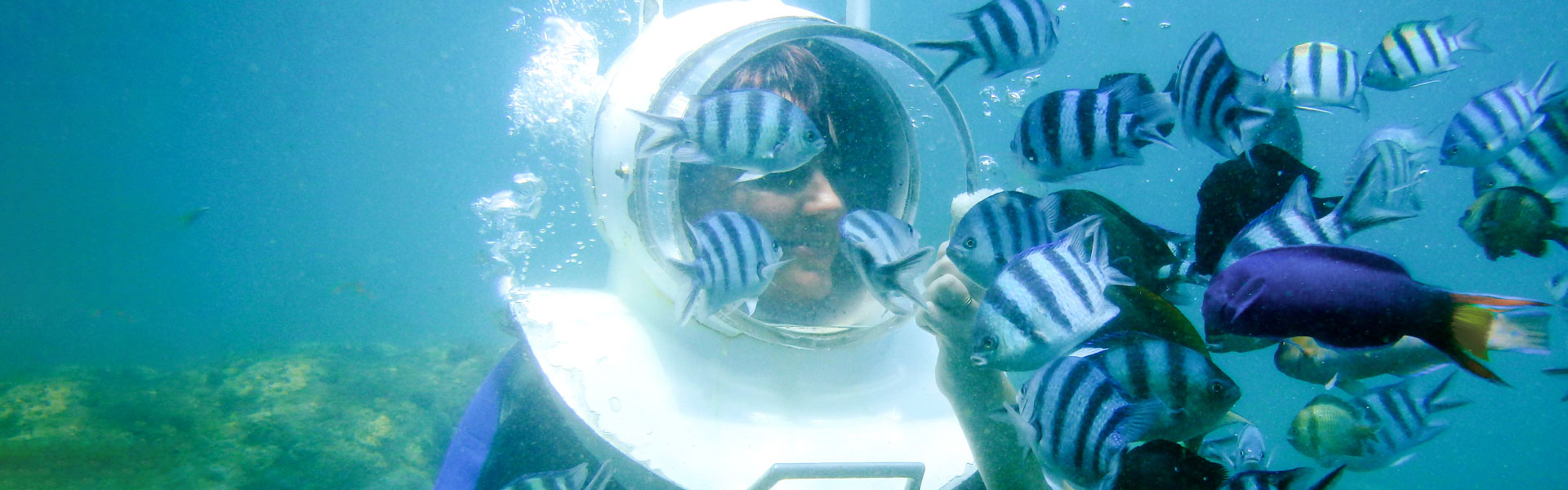 Research diver interacting with fish under water