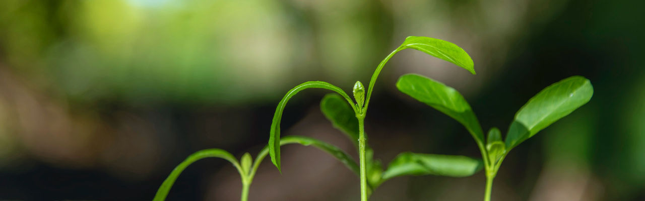 A new plant growing