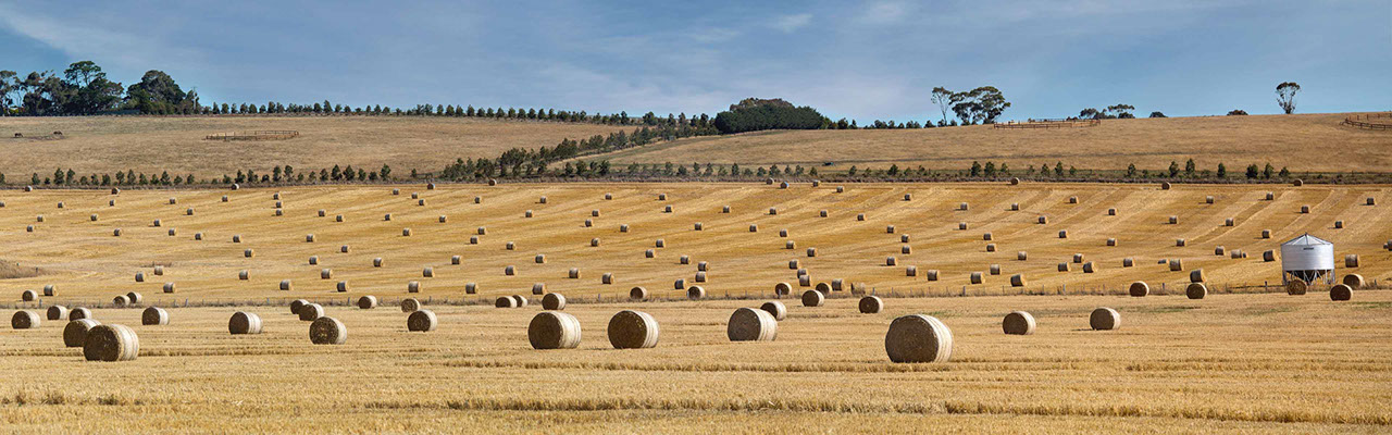 An image of a Geelong farm in Victoria, Australia